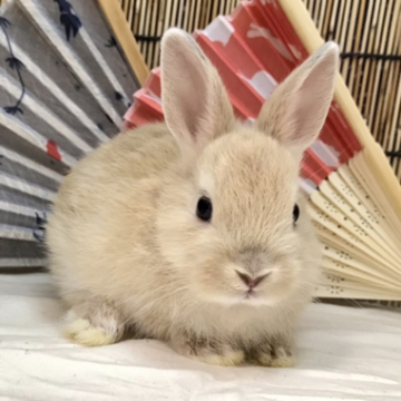 animal_image