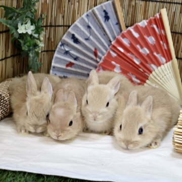 animal_image