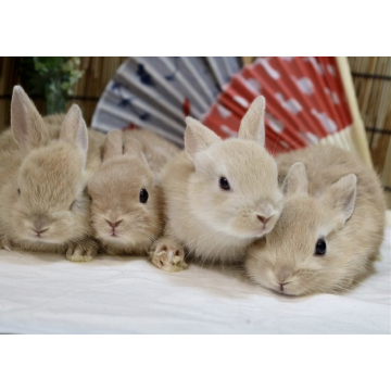 animal_image