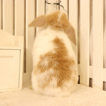animal_image
