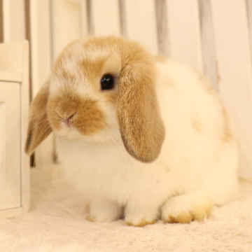 animal_image