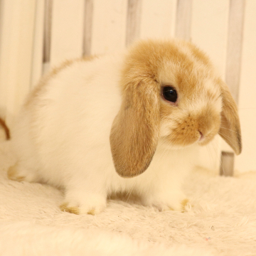 animal_image