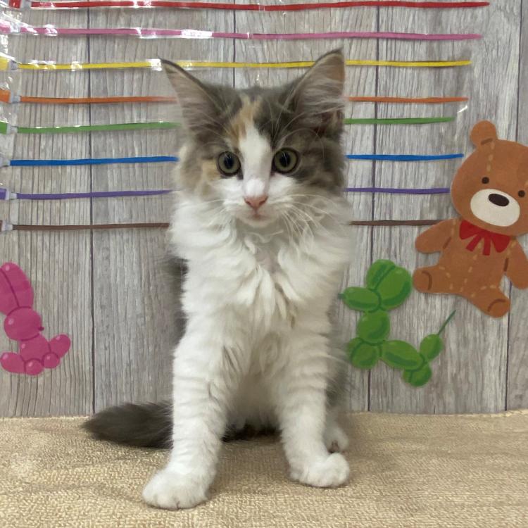 ペットプラザ ドイト戸田店のノルウェージャン フォレスト キャットの詳細 ハローべいびぃ
