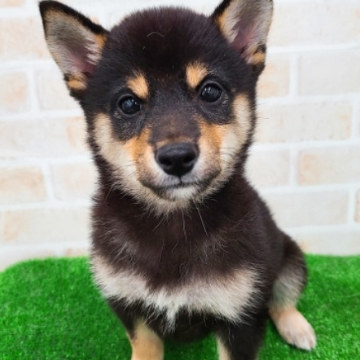 animal_image