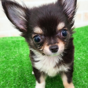 animal_image