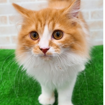 animal_image