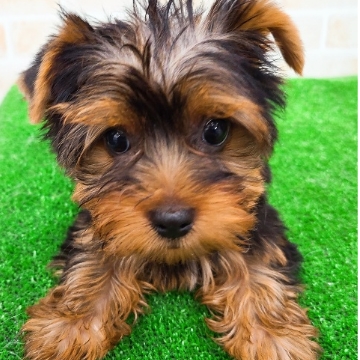 animal_image