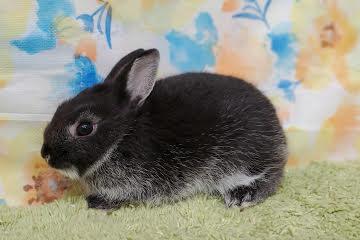 animal_image