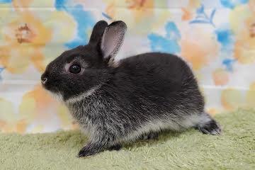 animal_image