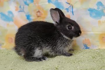 animal_image