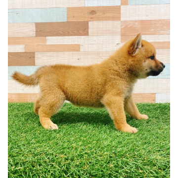 animal_image