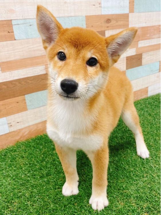animal_image