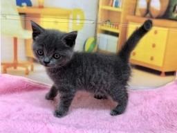 animal_image