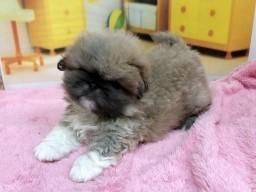 animal_image