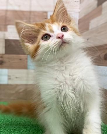 animal_image