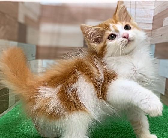 animal_image