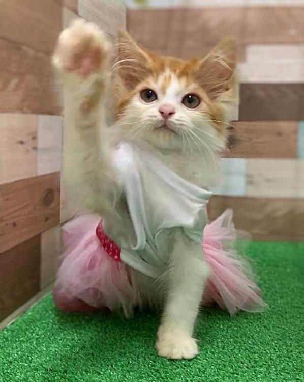 animal_image