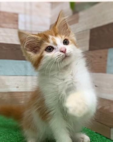 animal_image