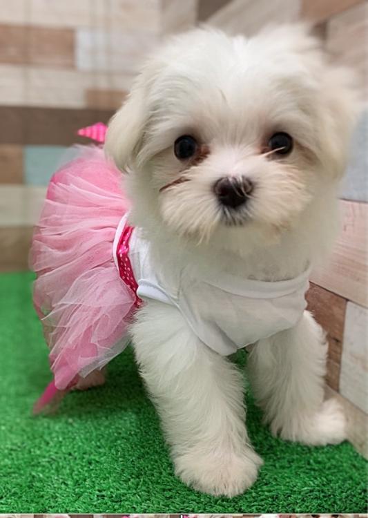 animal_image