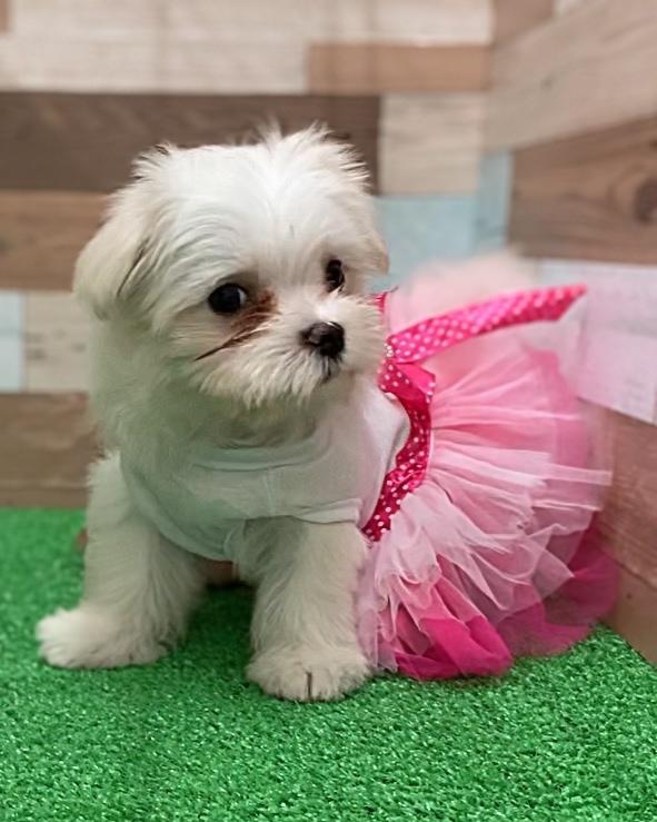 animal_image