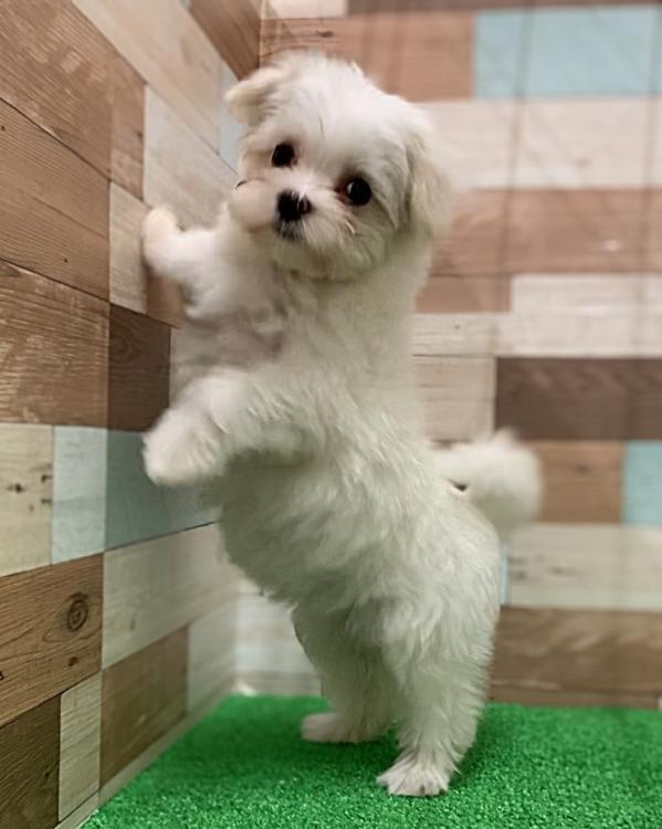 animal_image