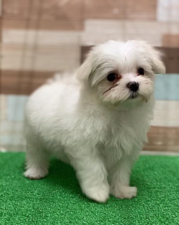 animal_image