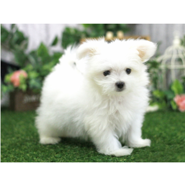 animal_image