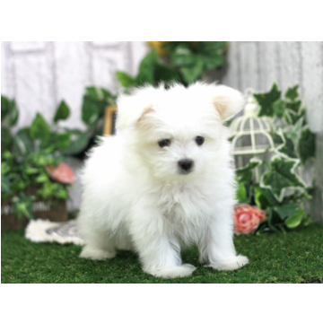 animal_image