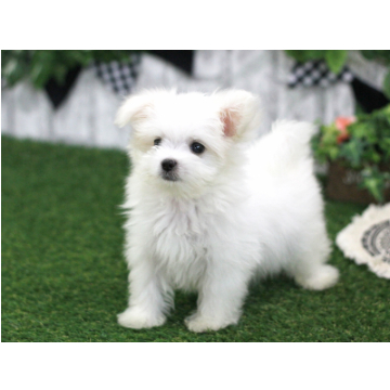 animal_image