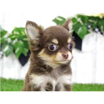 animal_image