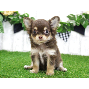 animal_image