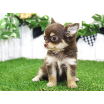 animal_image
