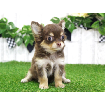 animal_image