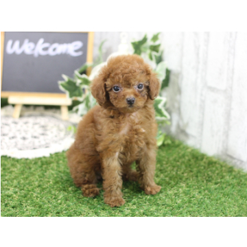 animal_image