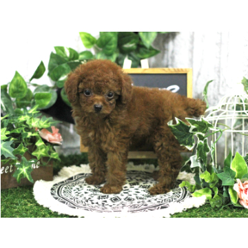 animal_image