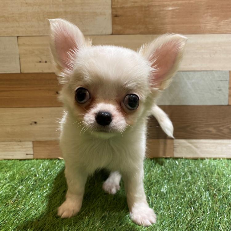 animal_image