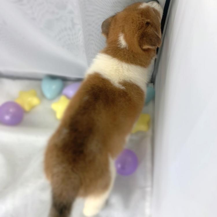 animal_image