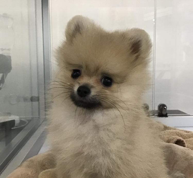 animal_image