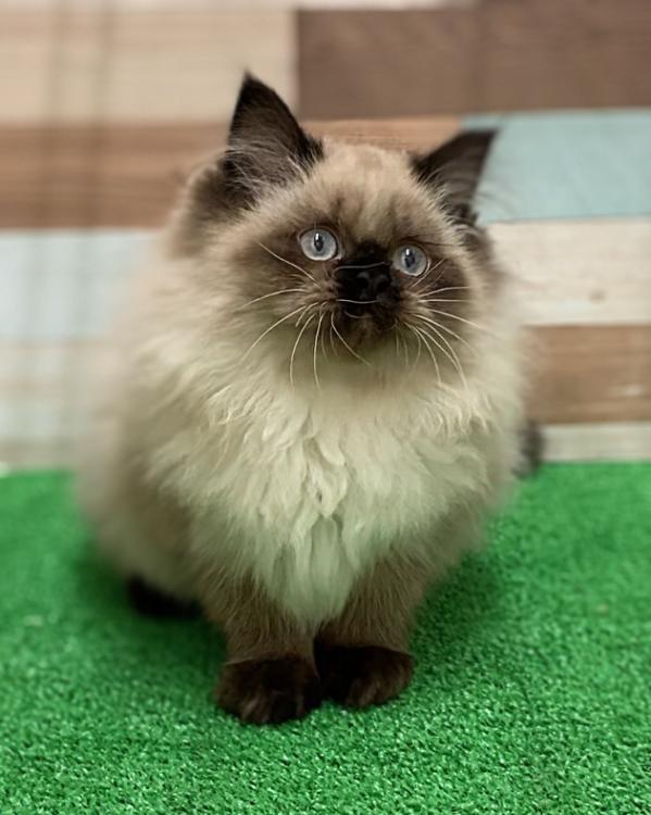 animal_image