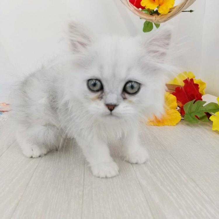 animal_image