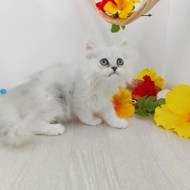 animal_image