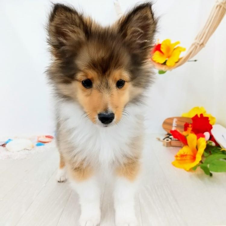 animal_image