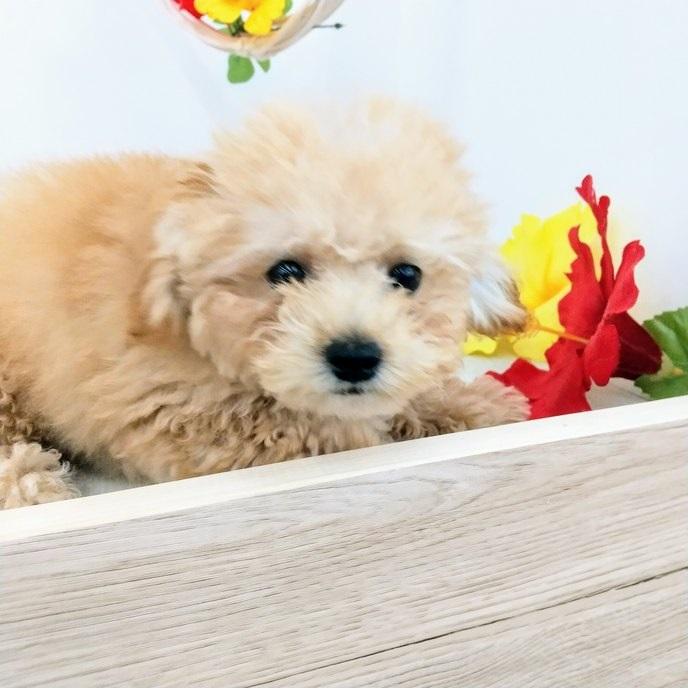 animal_image