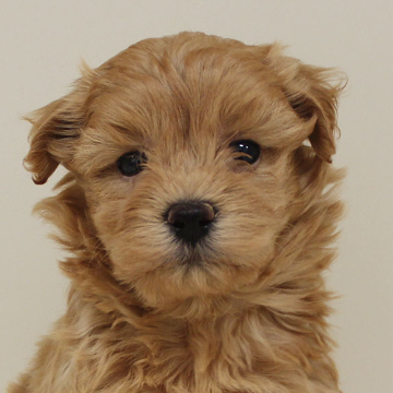 animal_image