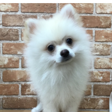 animal_image
