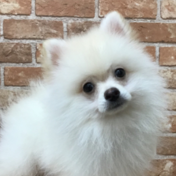 animal_image