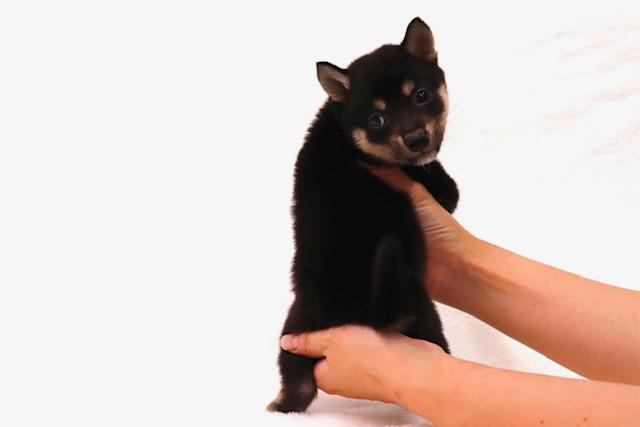 animal_image