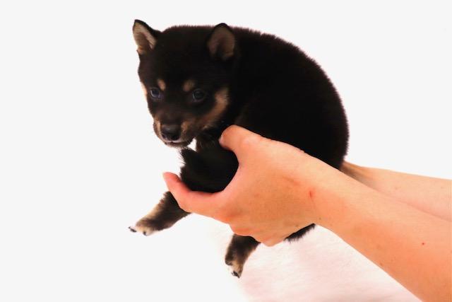 animal_image