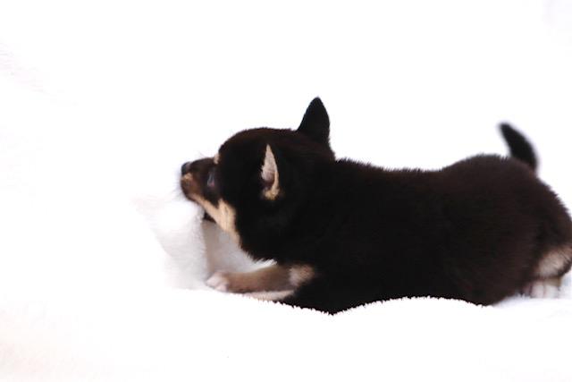 animal_image