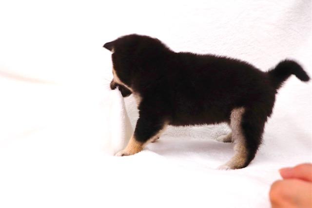 animal_image